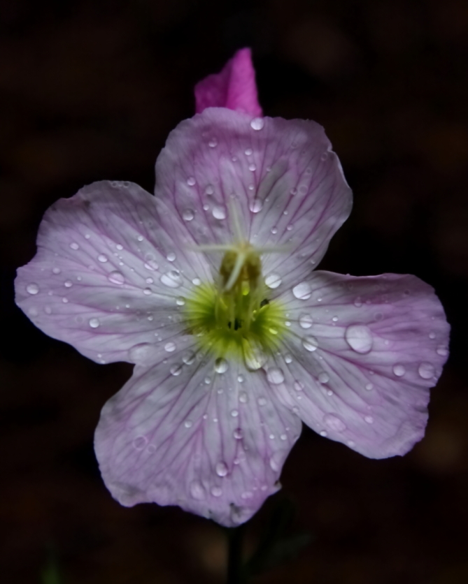 2011 05 15 IMG 31569e